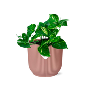 Epipremnum Pinnatum ‘Aureum’ in ELHO Vibes Fold 14cm roze