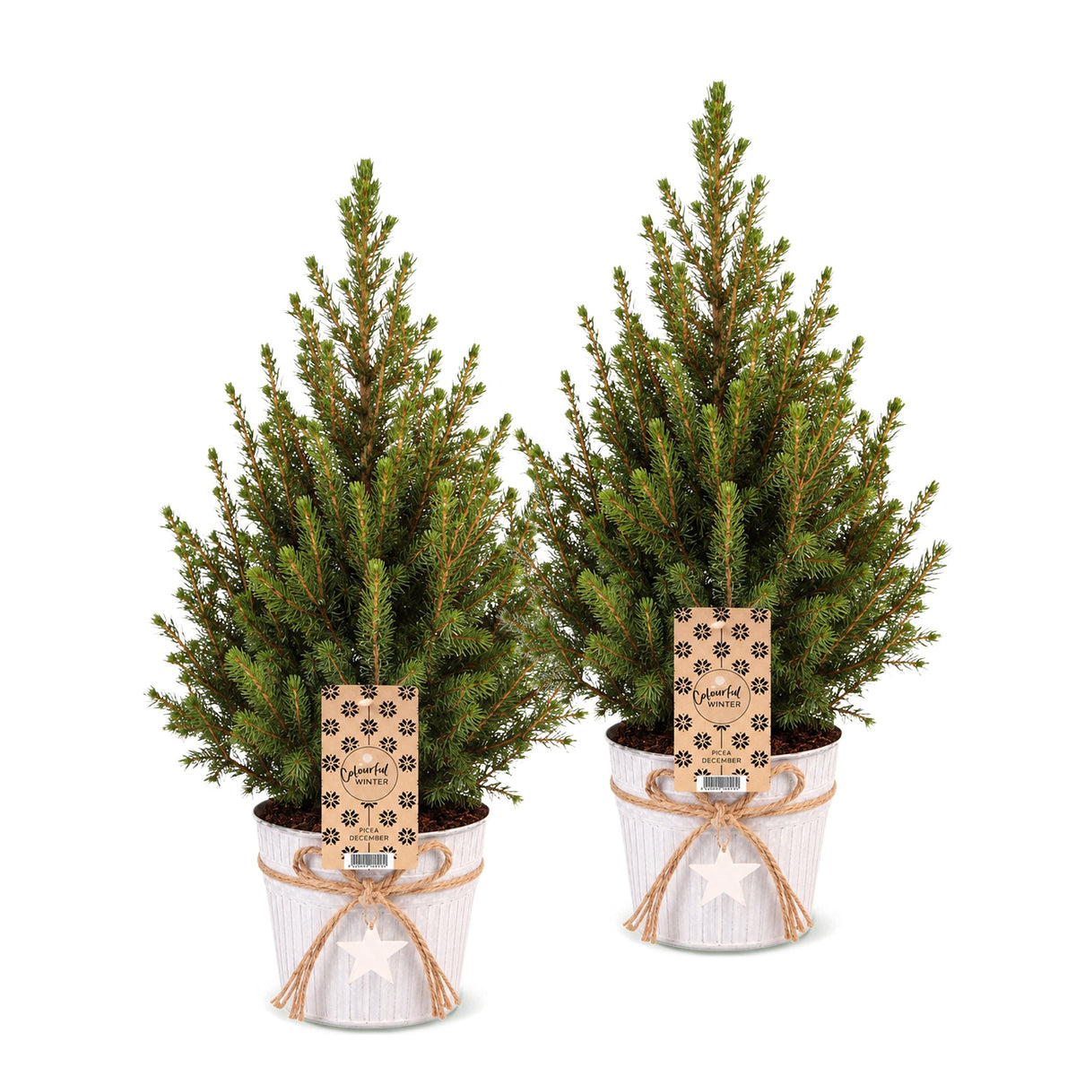 Picea glauca Conica - 2x Kegelspar - Groen - Wit - Kerstboom - incl. zinken pot - Ø17cm - ↕65cm