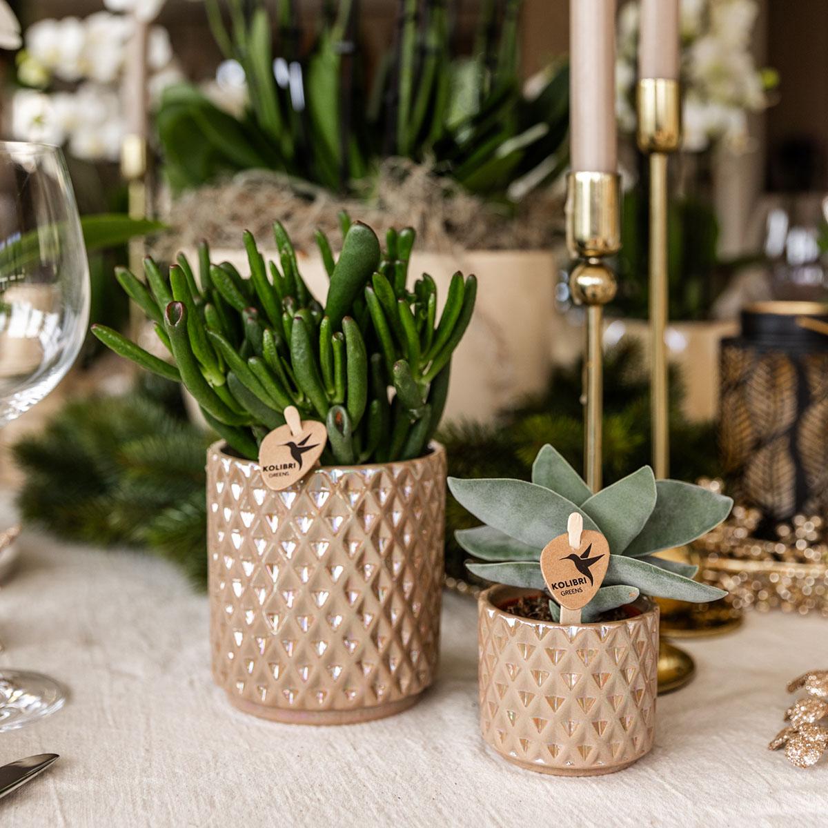 Kolibri Greens | Groene plant - Succulent Crassula Hobbit | groene kamerplant - vers van de kweker - Ø12cm