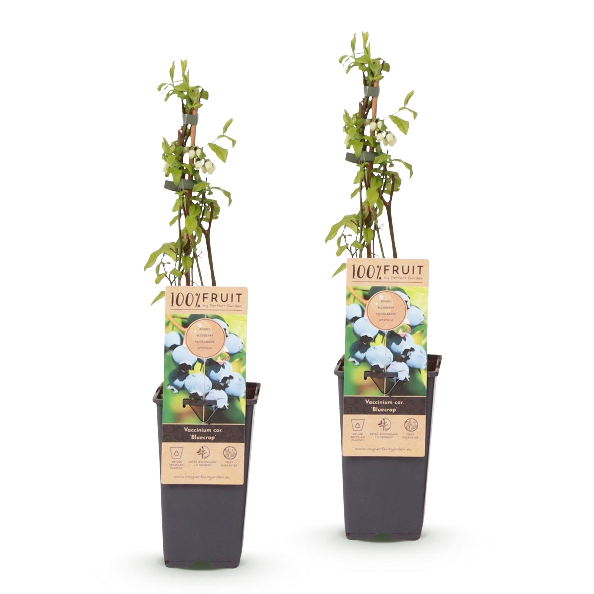 Vaccinium corymbosum Bluecrop - Bosbes - Winterhard - Blauwe Bes - 2 Planten - Pot 15cm - Hoogte 50cm
