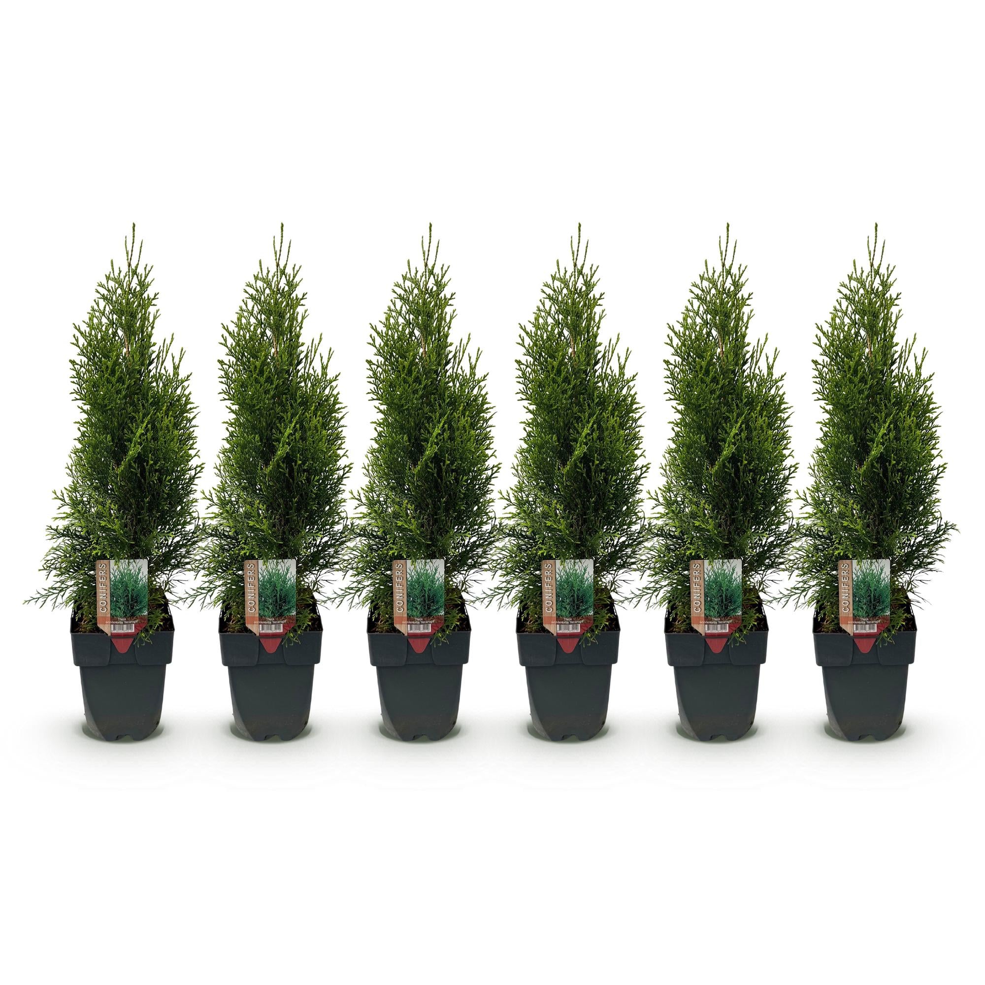 Green boutiQ - Heckenpflanzen - Thuja occidentalis Smaragd - Blatt grün - 6 Pflanzen - 1 laufender Meter - immergrün - Topf 17cm Höhe 60cm