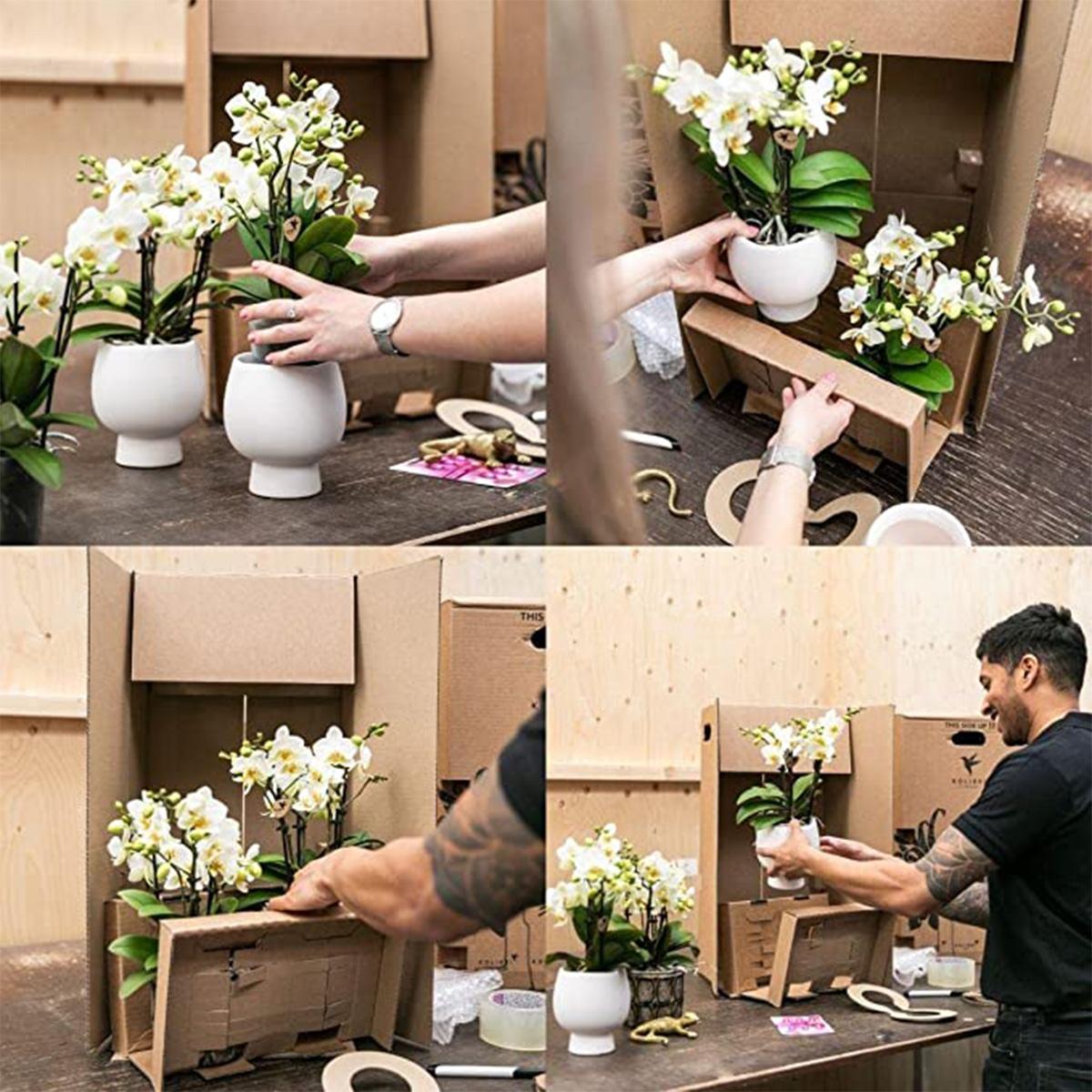 Kolibri Orchids | witte Phalaenopsis orchidee – Amabilis + Luxury sierpot gold – potmaat Ø9cm – 40cm hoog | bloeiende kamerplant in bloempot - vers van de kweker
