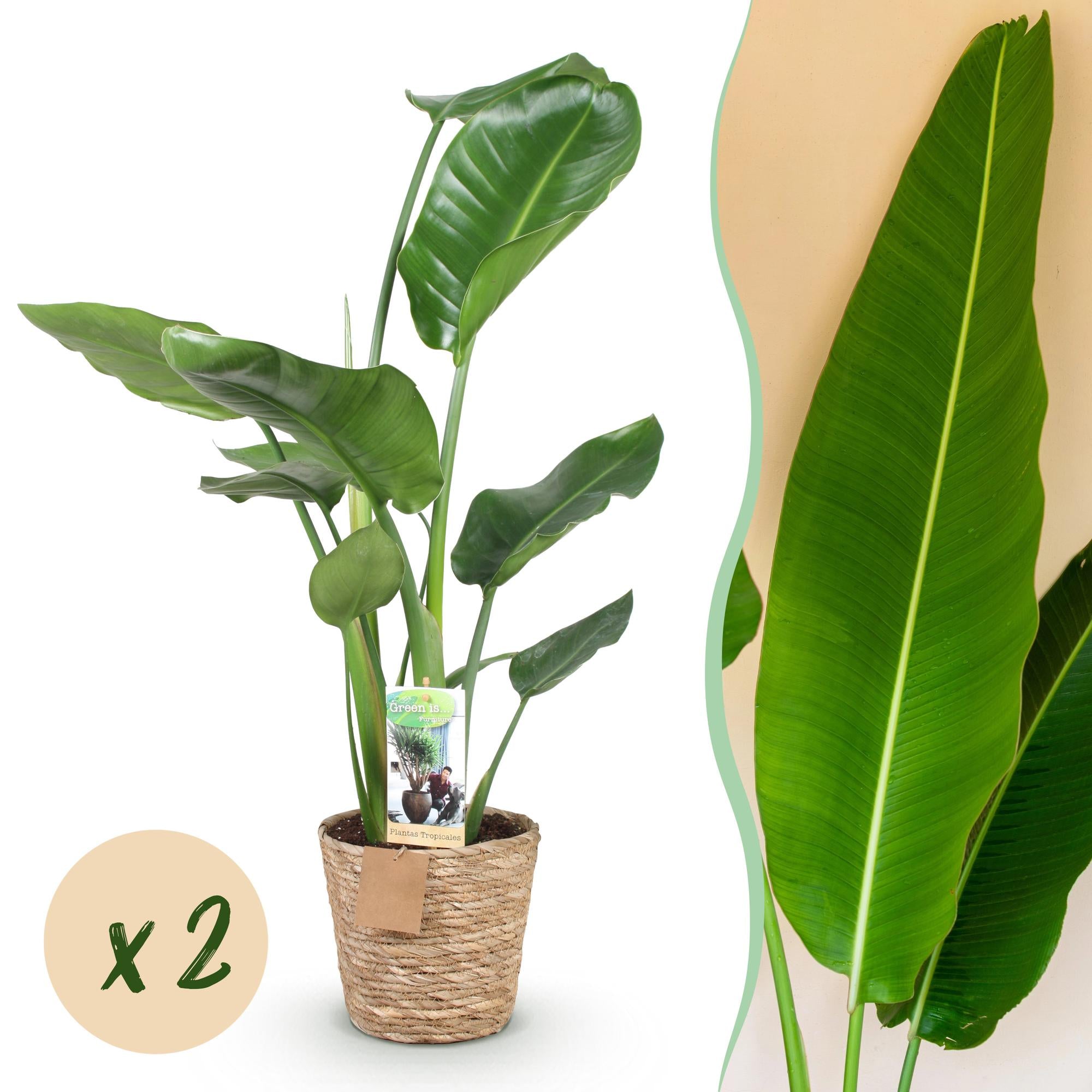 Stelitzia Nicolai - Paradijsvogelbloem - Weinig onderhoud - met mand - Groen - 2 Planten - Pot 17cm - Hoogte 70-90cm
