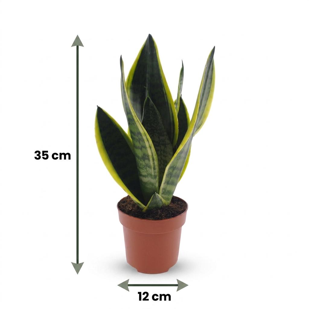 Sansevieria Future Superb - Wężownica - doniczka 12 cm - wysokość - 35 cm