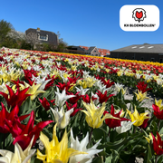 Bulbi di tulipano Tres Chic Mix – 20 pezzi | KH Bloembollen® | Tulipani rossi, gialli e bianchi – Eleganti, freschi e colorati – Per giardino o vaso – Misura 11/12 – Freschi dal coltivatore