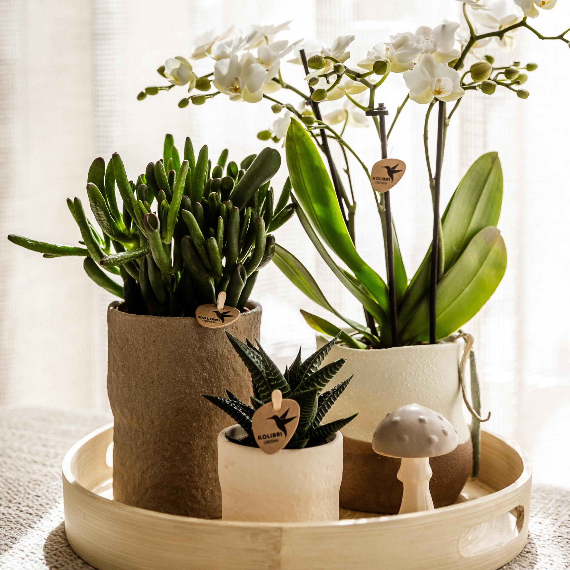 Kolibri Greens | Groene plant - Succulent Crassula Hobbit | groene kamerplant - vers van de kweker - Ø9cm