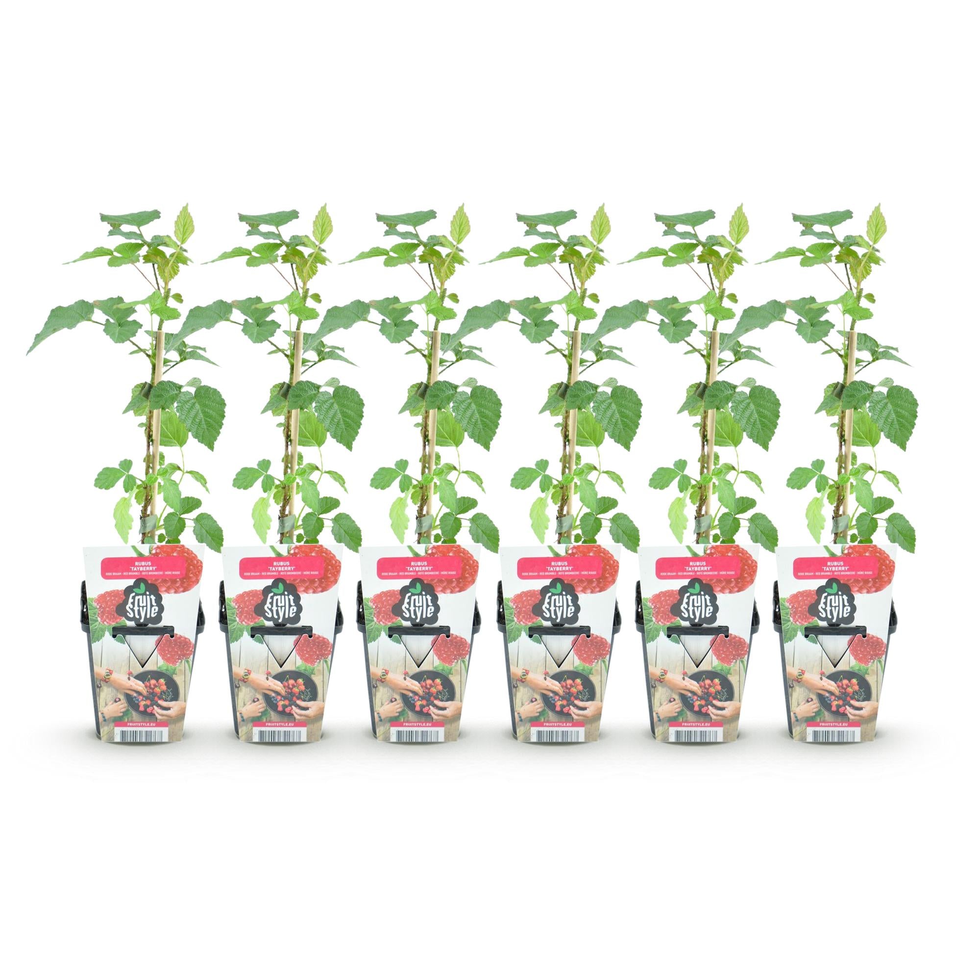 Taybes - Rubus Tayberry - Winterhard - 6 Planten - Pot 9 cm - Rode Bes