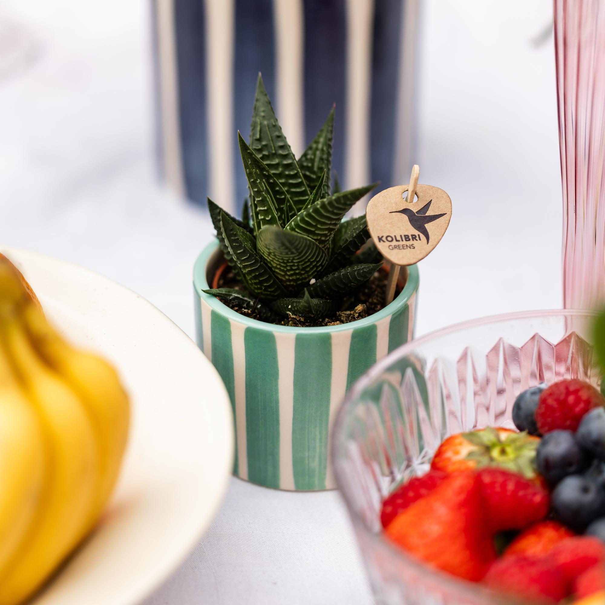 Kolibri Greens | Grüne Pflanze – Sukkulente Haworthia limifolia, Topfgröße Ø 6 cm | Grüne Zimmerpflanze – frisch vom Züchter