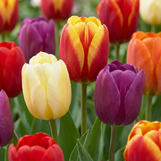 120 bulbos de Tulipa Triumph Mix - Mezcla de tulipanes Triumph - Varios - Floración primaveral - Tamaño del bulbo 11/12