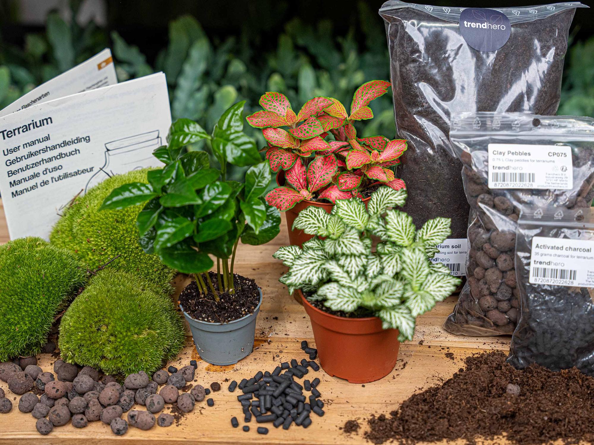 Plant terrarium kit - Coffea Arabica - Refill & Starter Kit - DIY