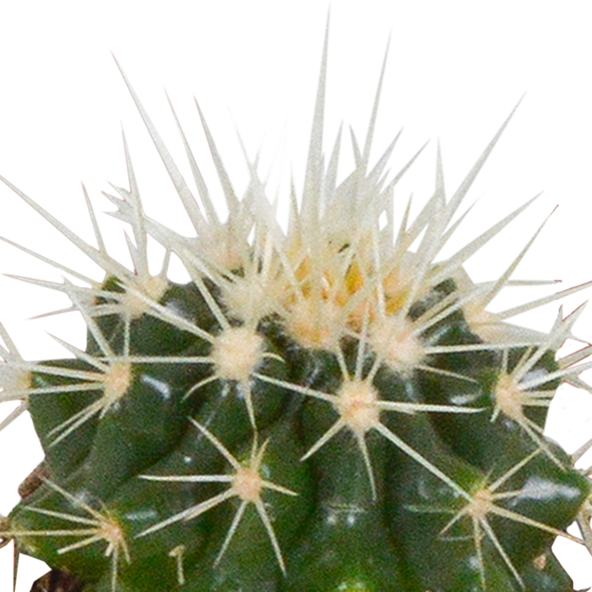 Cactus mix 5.5 cm - 5x - in white pot