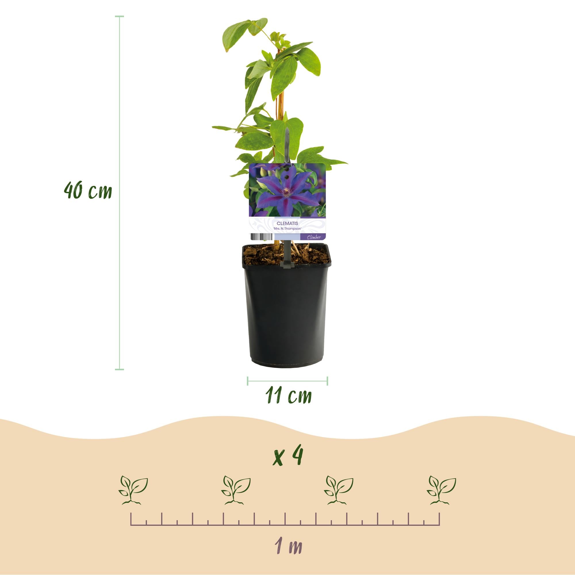 Green boutiQ – Kletterpflanze – Clematis 'Mrs. N. Thompson' – Rosa Blüte – Pflegeleicht – 2 Pflanzen – Topf 11 cm, Höhe 40 cm
