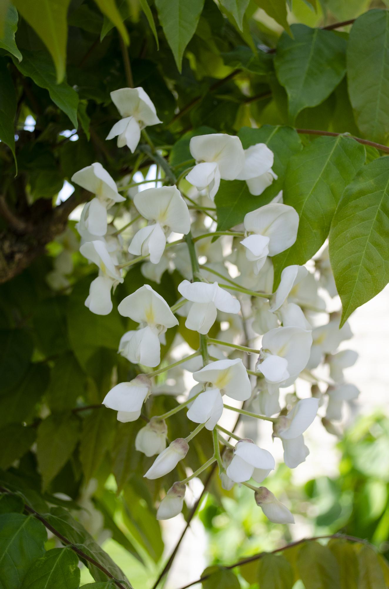 Wisteria floribunda Alba - Pioggia bianca - Ø15cm - ↕65cm