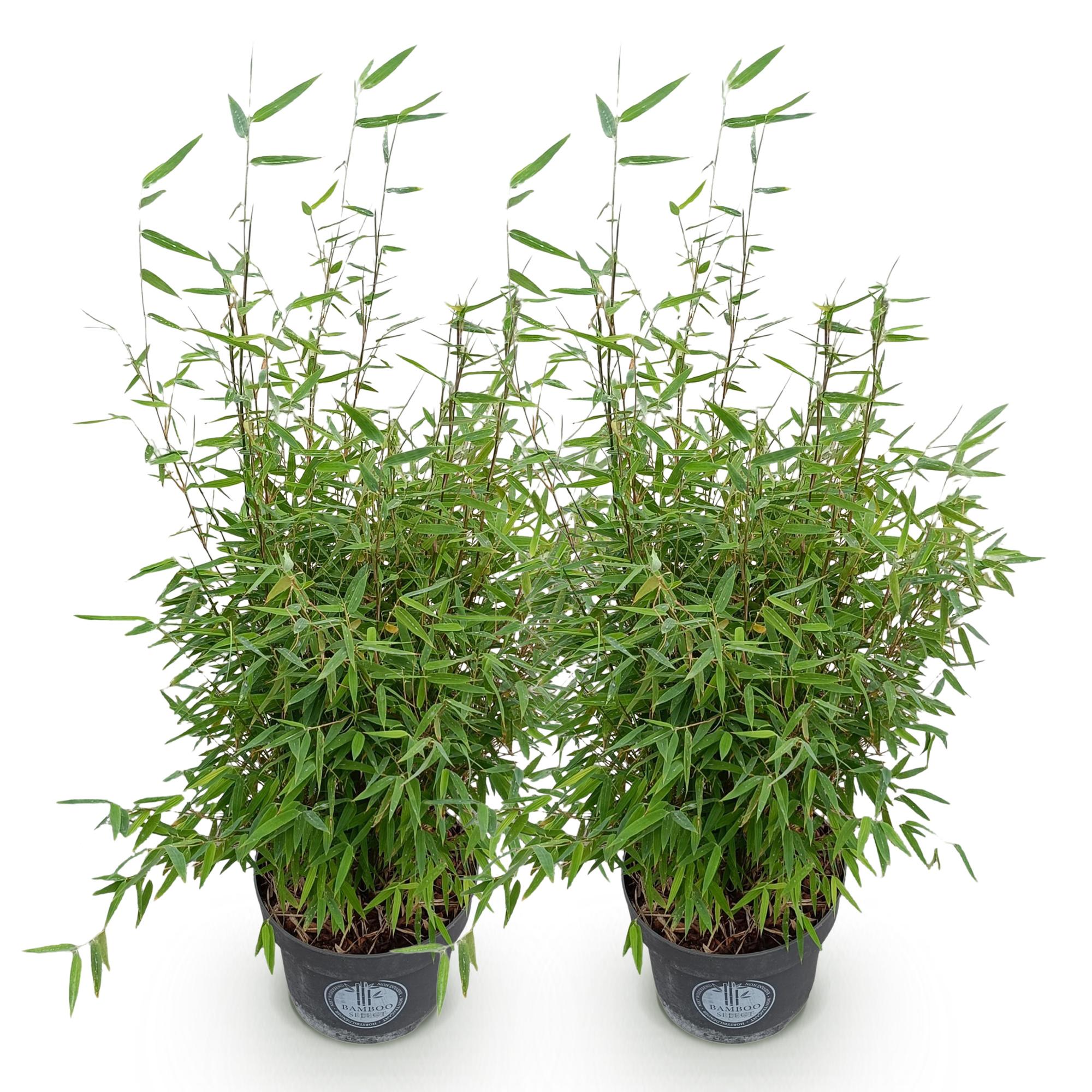 Fargesia nitida Red Dragon - Niet Woekerende Bamboe - Bladhoudend - Groen - 2 Planten - Pot 23 cm - Hoogte 80 cm