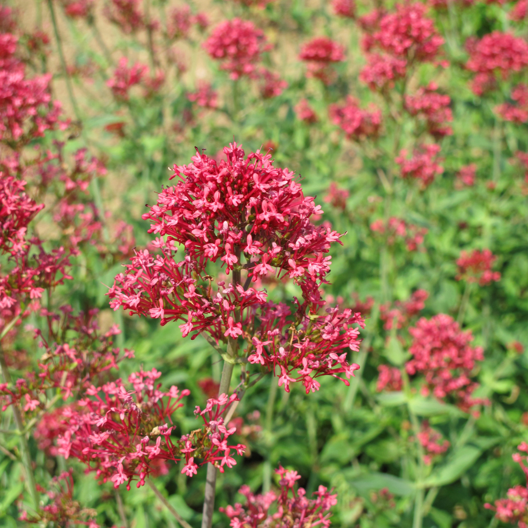 6x Centranthus ruber 'Coccineus' - ↕10-25cm - Ø9cm