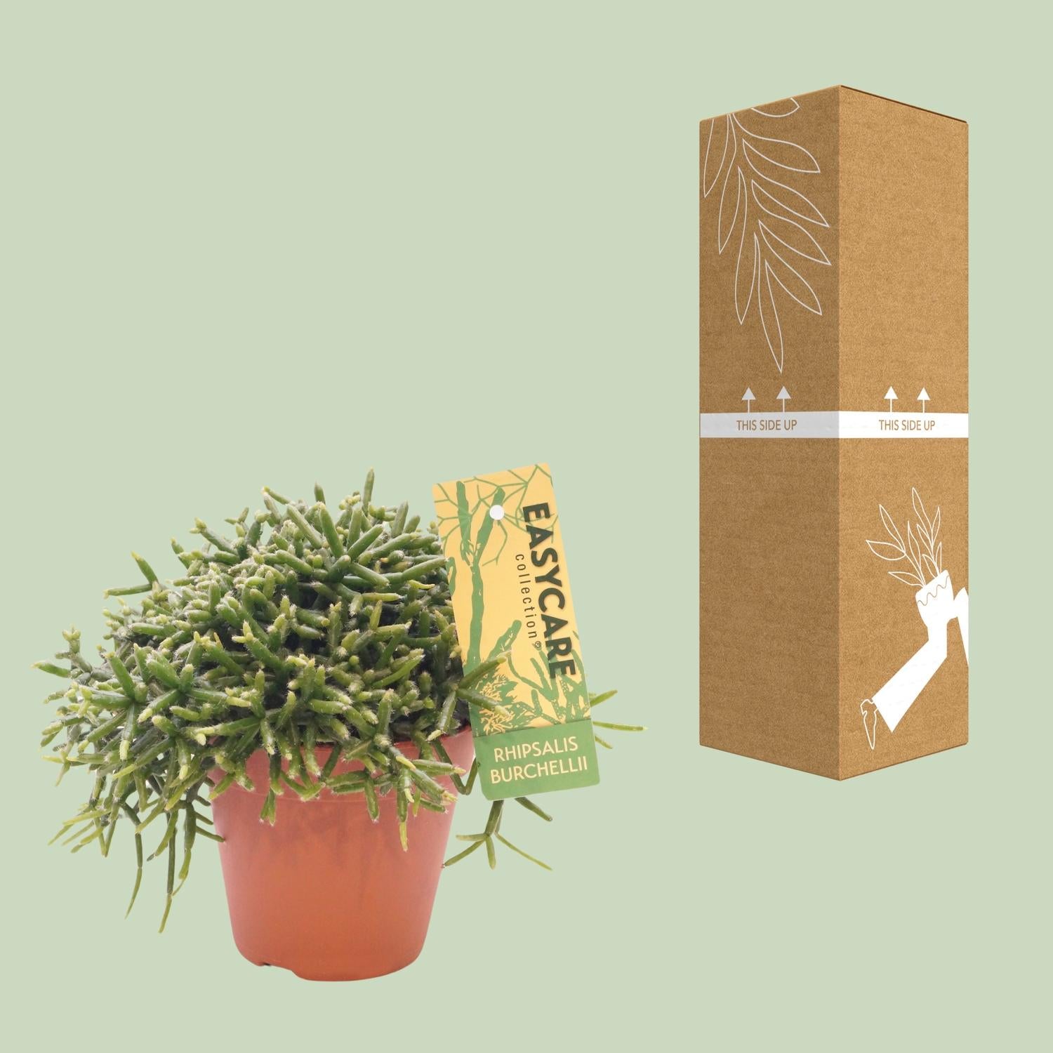Rhipsalis Burchellii - Ø12 ↕20