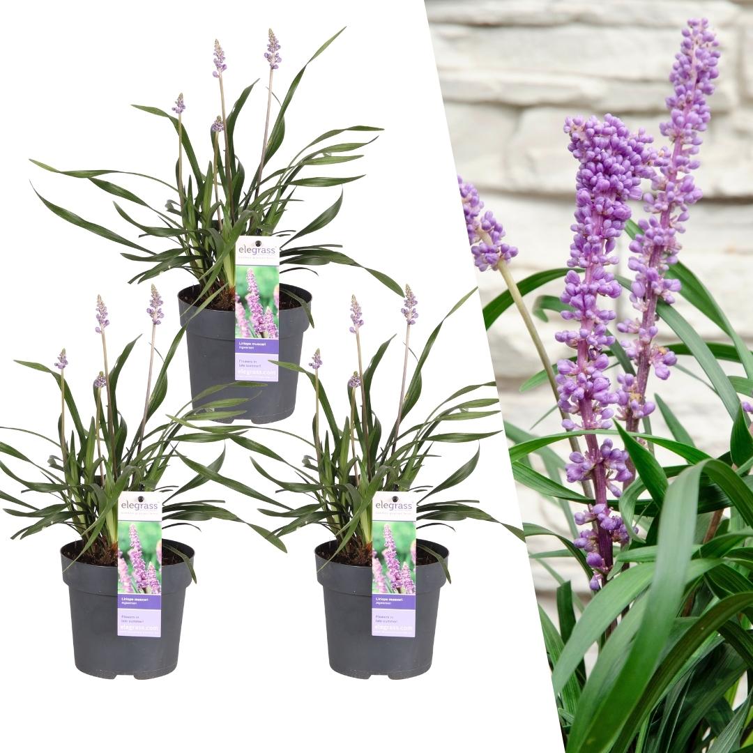 Liriope muscari 'Ingwersen' - 3x Ø 14 cm - ↨ 25 cm