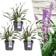 Liriope muscari 'Ingwersen' - 3x Ø 14 cm - ↨ 25 cm