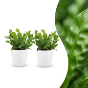 Asplenium Crispy Wave - 2x - met Potter Wit - Pot 12cm - Hoogte - 30cm