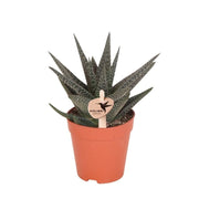 Kolibri Greens | Vetplant Haworthia Royal Highness - Ø9cm