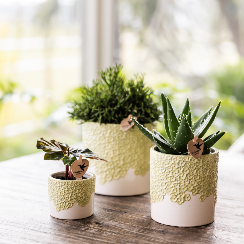 Kolibri Greens | set van 4 groene planten potmaat Ø6cm | groene kamerplant - vers van de kweker