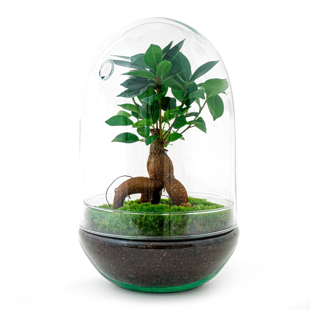 DIY-Terrarium – Egg XL Bonsai – ↕ 30 cm