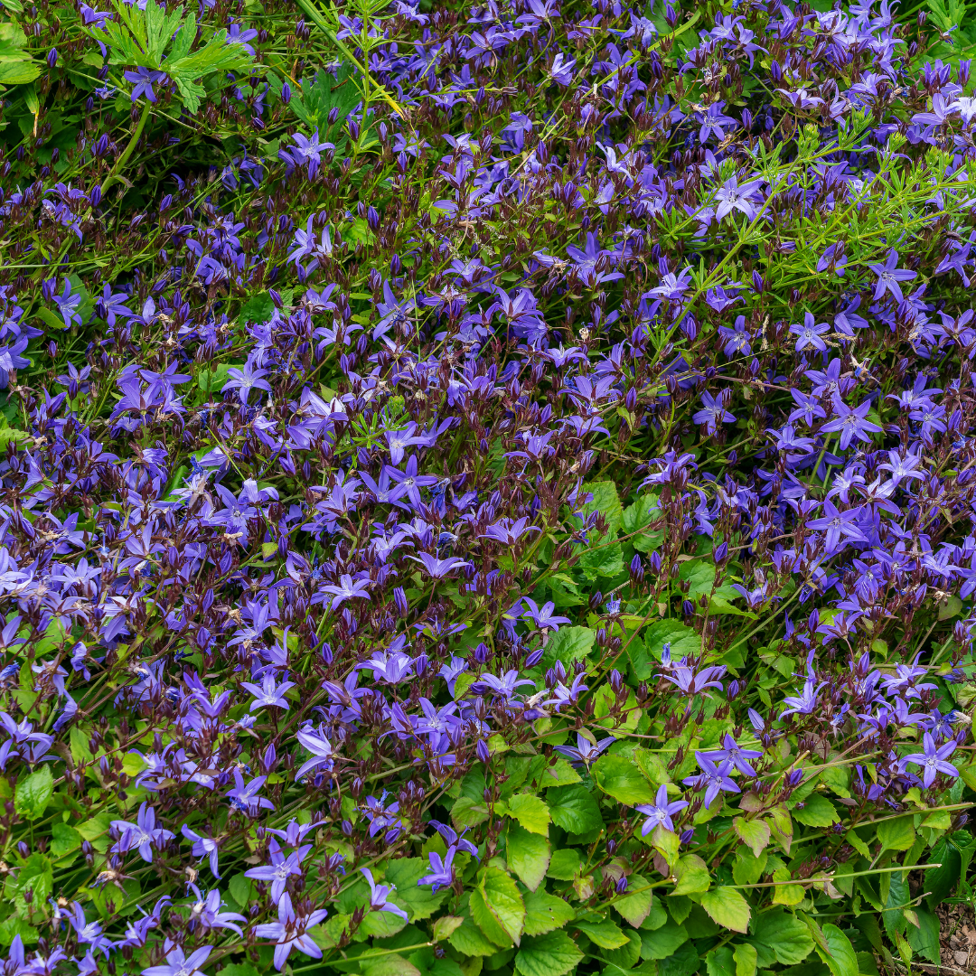 60x Campanula poscharskyana - ↕10-25cm - Ø9cm