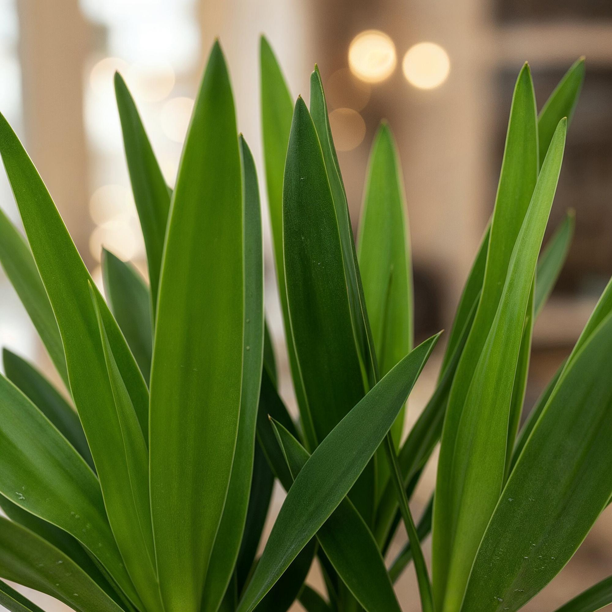 Yucca elephantipes - Weinig onderhoud - Groen - 1 - Pot 14cm - Hoogte 55cm