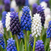 50 bulbes de Muscari Magic Mix - Jacinthe des bois - Divers - Bulbe naturalisable - Calibre 7/8