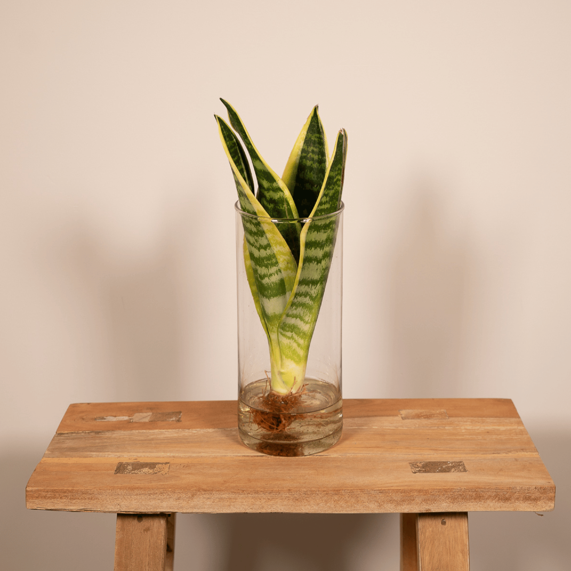 Sansevieria im Zylinderglas – Ø 12 cm – ↕ 30 cm
