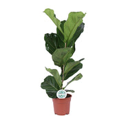 Ficus Lyrata - Ø17 cm - ↕60 cm