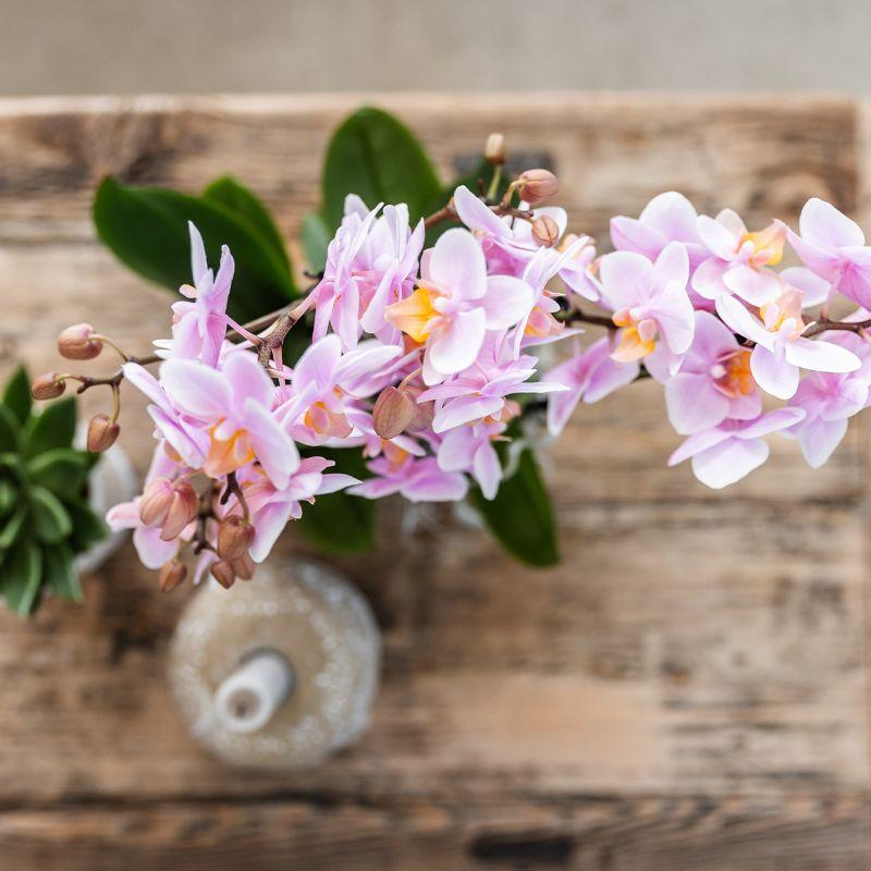 Kolibri Orchideen | Kleines, zartrosa Blumen-Pflanzenset | Grüne Pflanzen mit Phalaenopsis-Orchideen in zartrosa Dekotöpfen und einem weißen Tablett