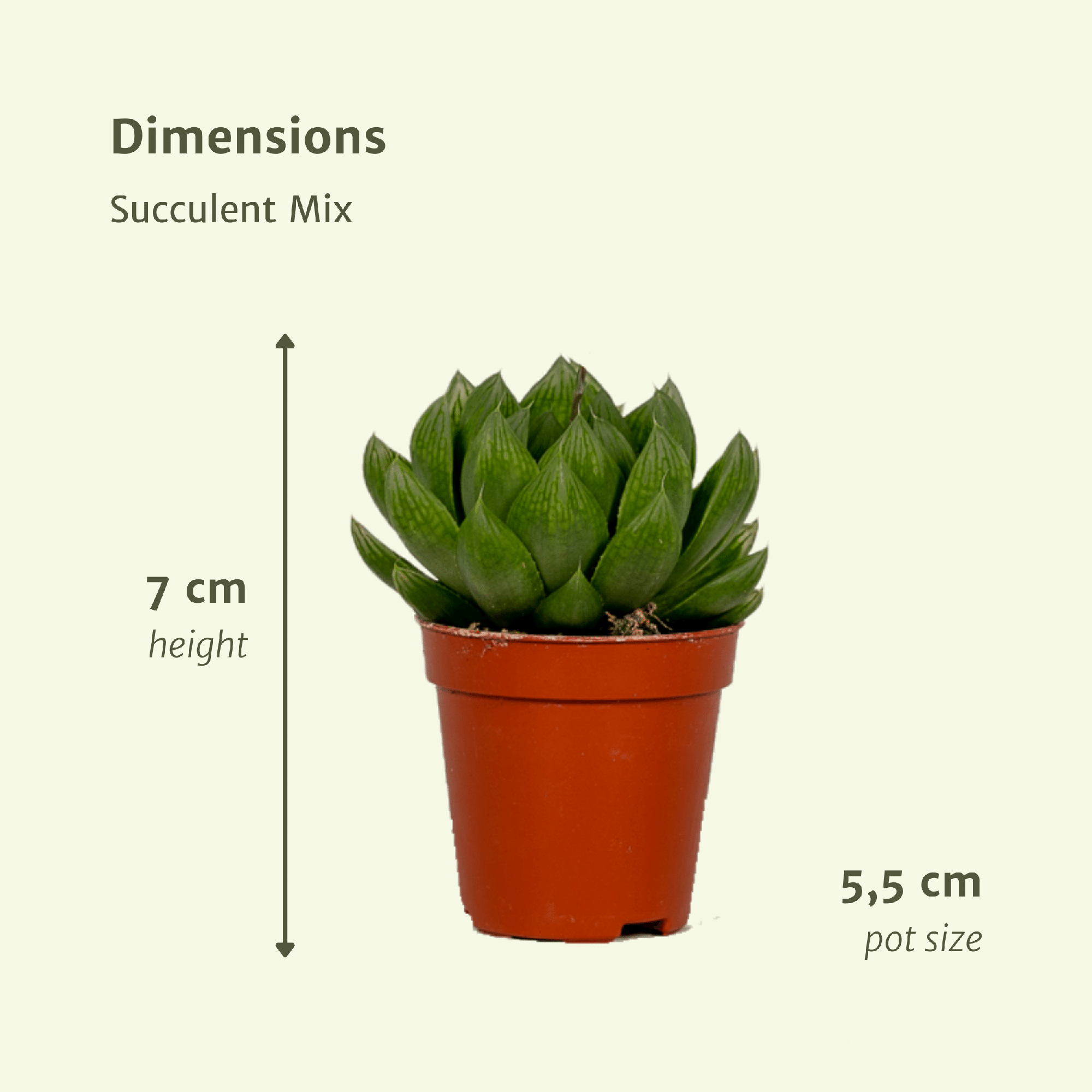 Mezcla de suculentas - 20 piezas - Ø5,5 cm - ↕7 cm