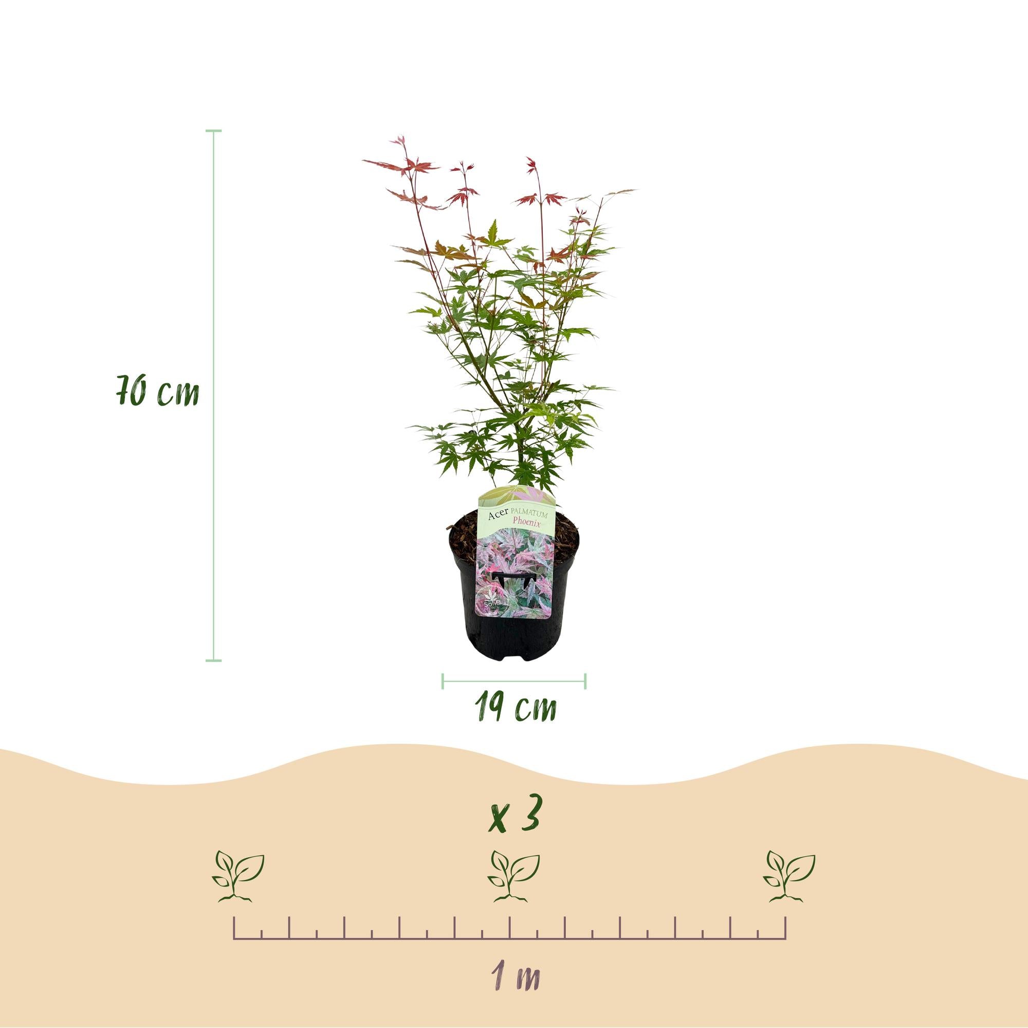 Green boutiQ - Pianta da patio - Acero giapponese - Acer palmatum Phoenix - Rosa - 1 pianta - Decidua - Vaso 19 cm Altezza 70 cm