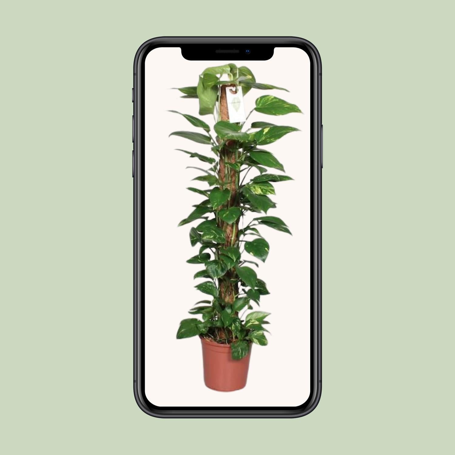 Epipremnum Pinnatum Mosstok Scindapsus - Ø24cm - ↕120cm