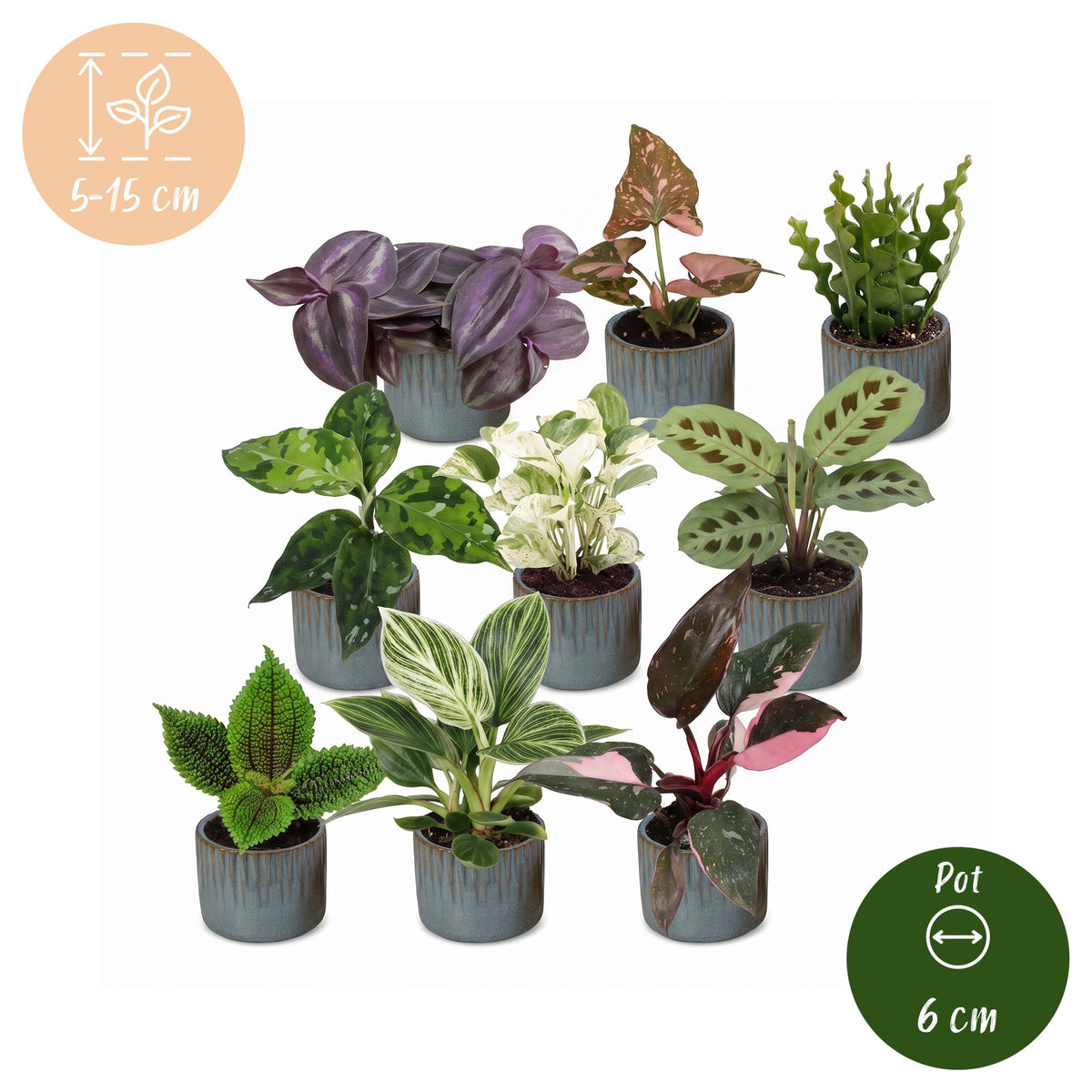 Baby Plants Surprise Box 9x - Verrassingsbox kleine planten - Diversen - Tropisch - incl. Linnea Misty Blue - Ø6cm - ↕5-15cm