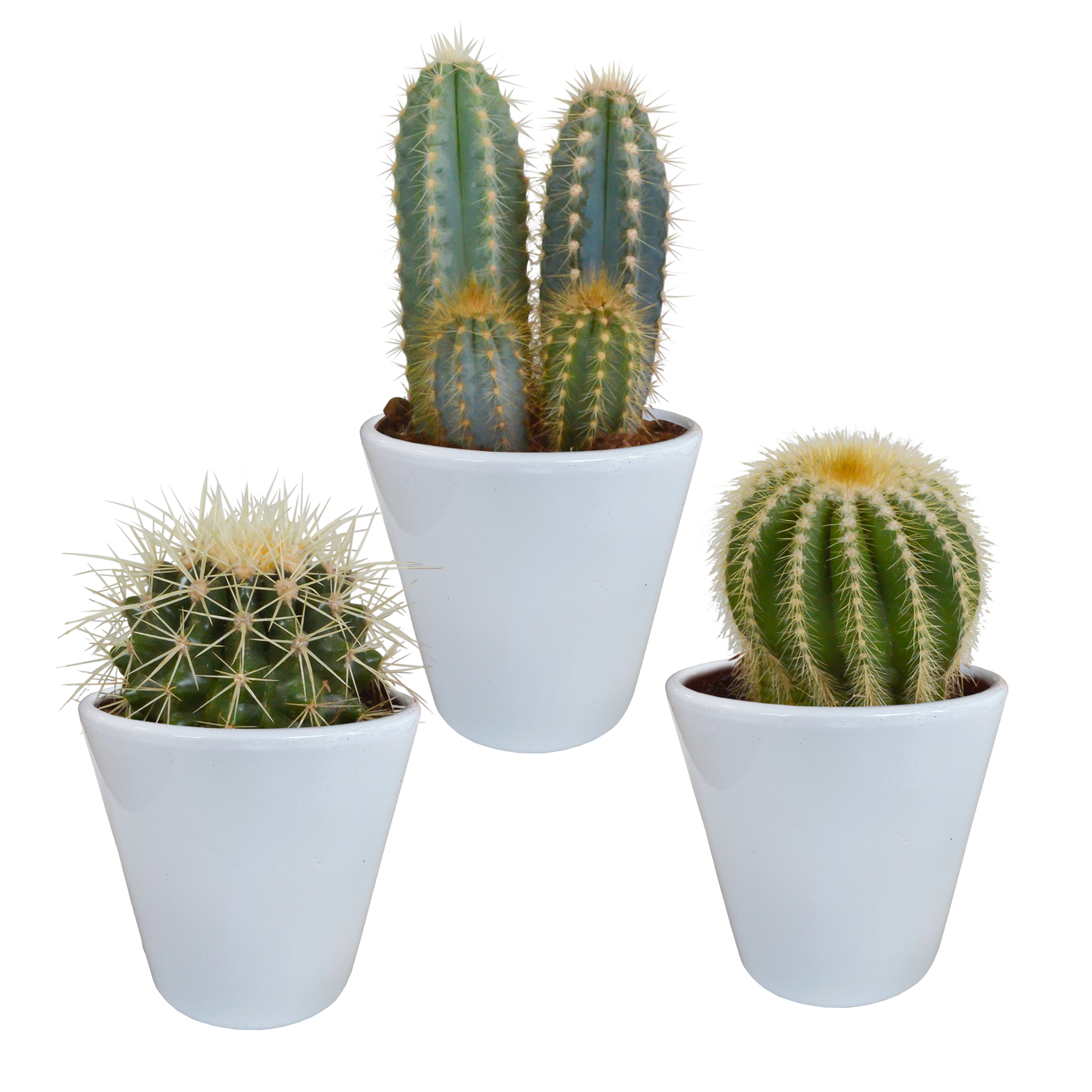 Mélange pour cactus 8,5 cm - 3x - en pot blanc