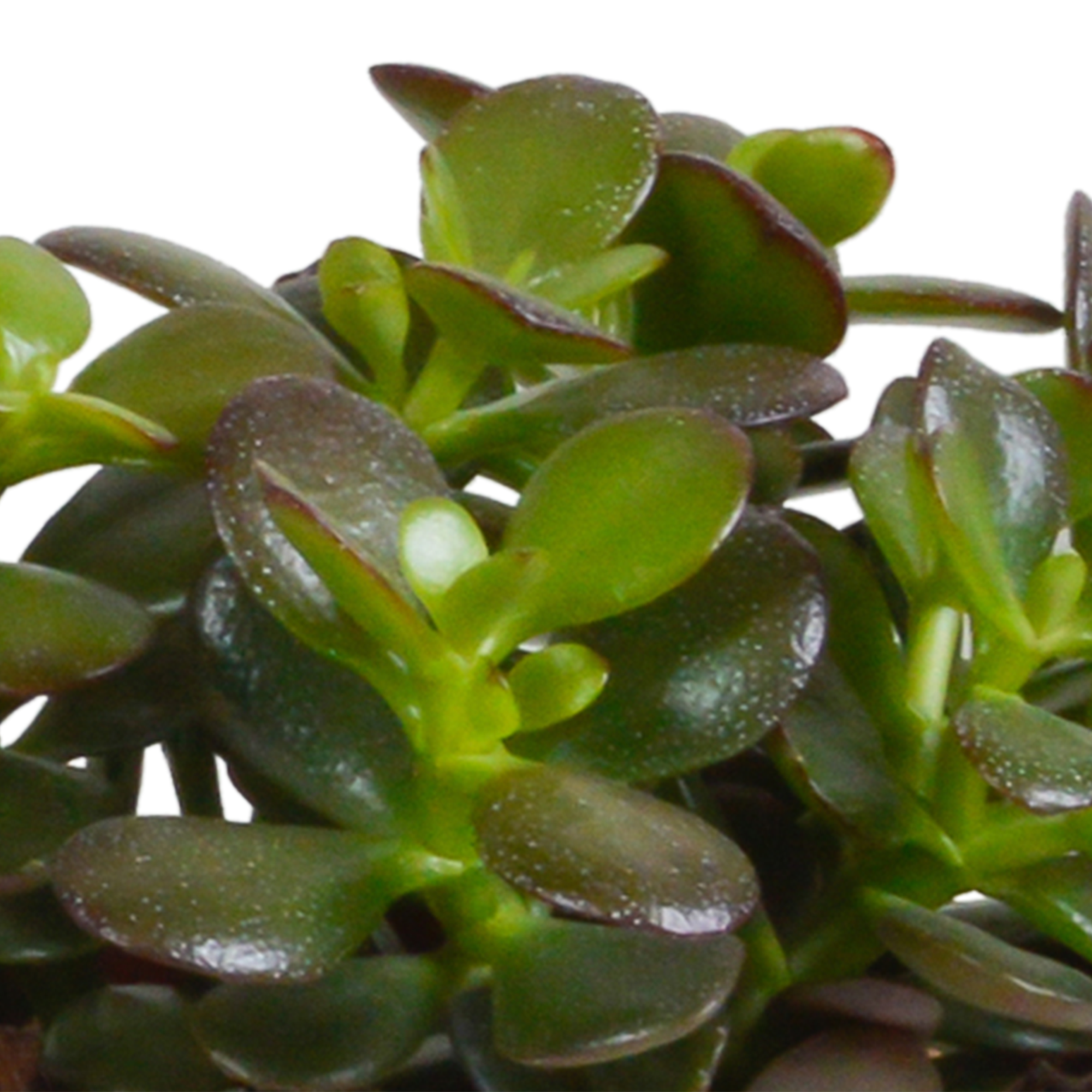 Crassula mix 10,5 cm - 3x - en pot blanc