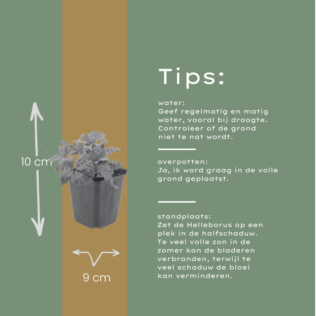 6x Helleborus orientalis - ↕10-25cm - Ø9cm