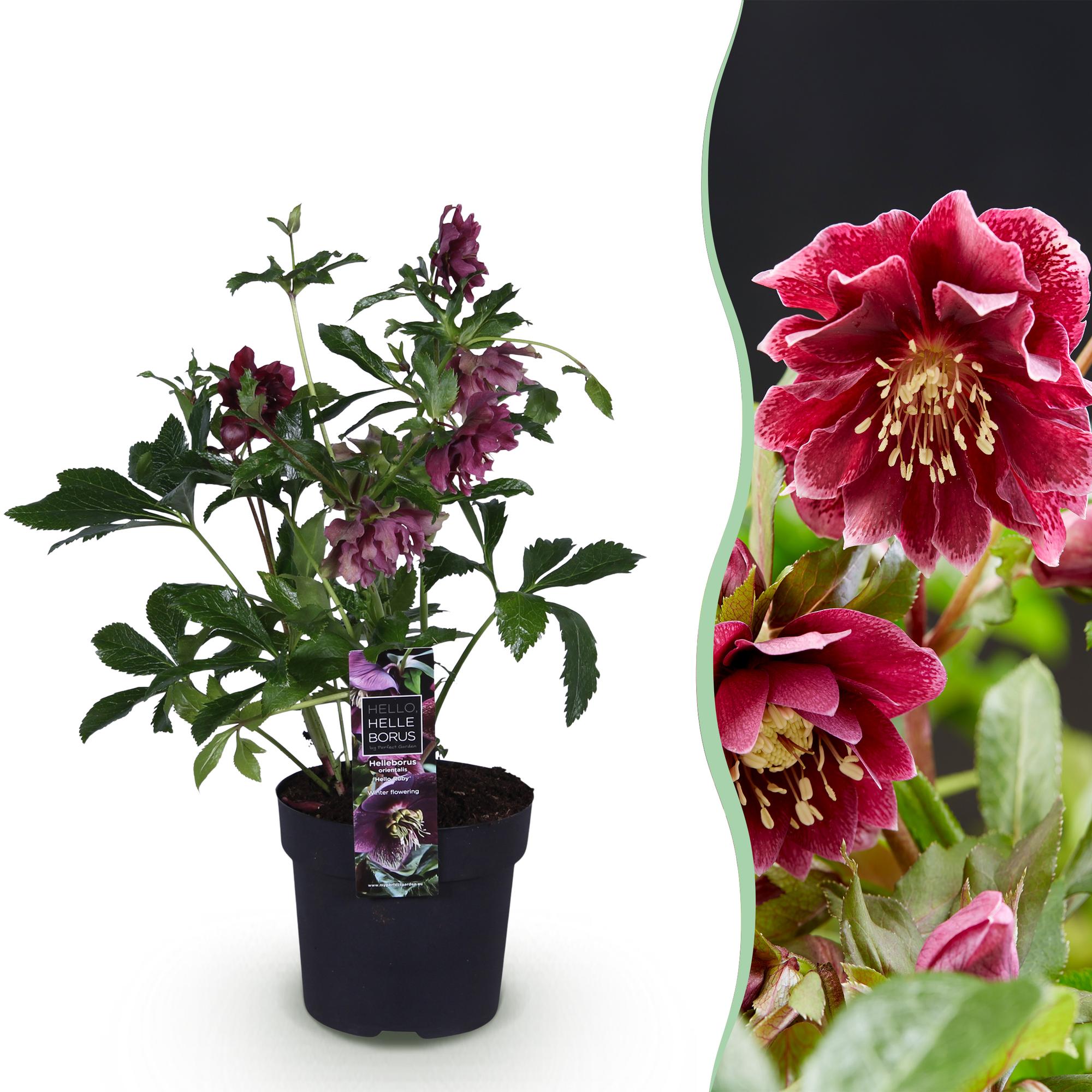 Lenten Rose - Helleborus orientalis Double Ellen Red - Rode Bloem -1 Plant - Groenblijvend - Pot 14cm Hoogte 35cm