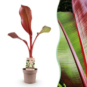 Musa ensete Maurelli - Bananenboom - Winterhard - Rood-Groen - 1 Planten - Pot 21cm - Hoogte 90cm