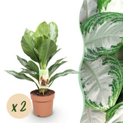 Aglaonema Silver Bay - Zilverblad - Weinig onderhoud - Groen - 2 Planten - Pot 17cm - Hoogte 70-75cm