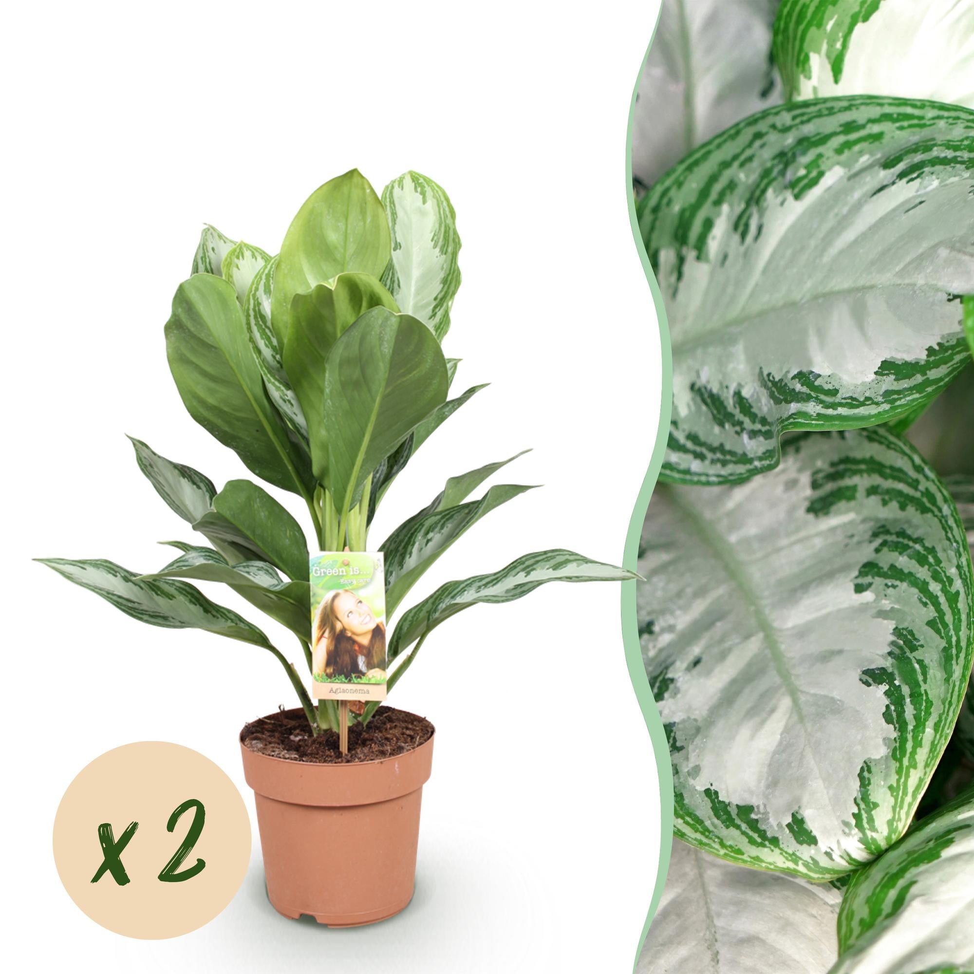 Aglaonema Silver Bay - Zilverblad - Weinig onderhoud - Groen - 2 Planten - Pot 17cm - Hoogte 70-75cm