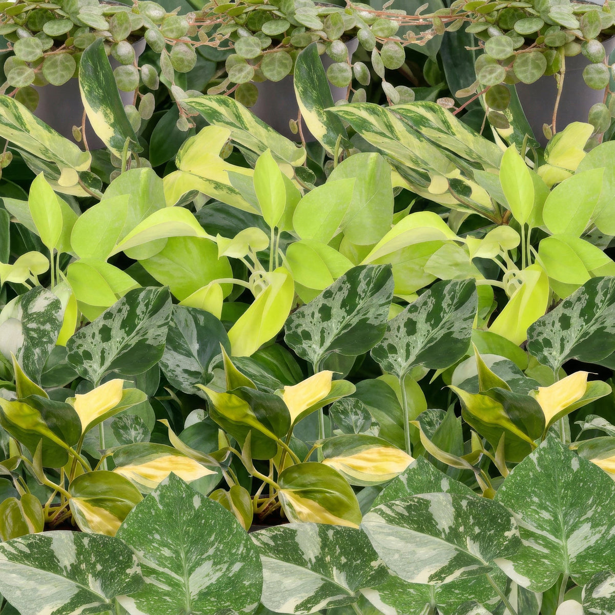 Baby Planten Tropical Mix - Diversen 6x - Tropisch - incl. Linnea Olive - Ø6cm - ↕10-15cm