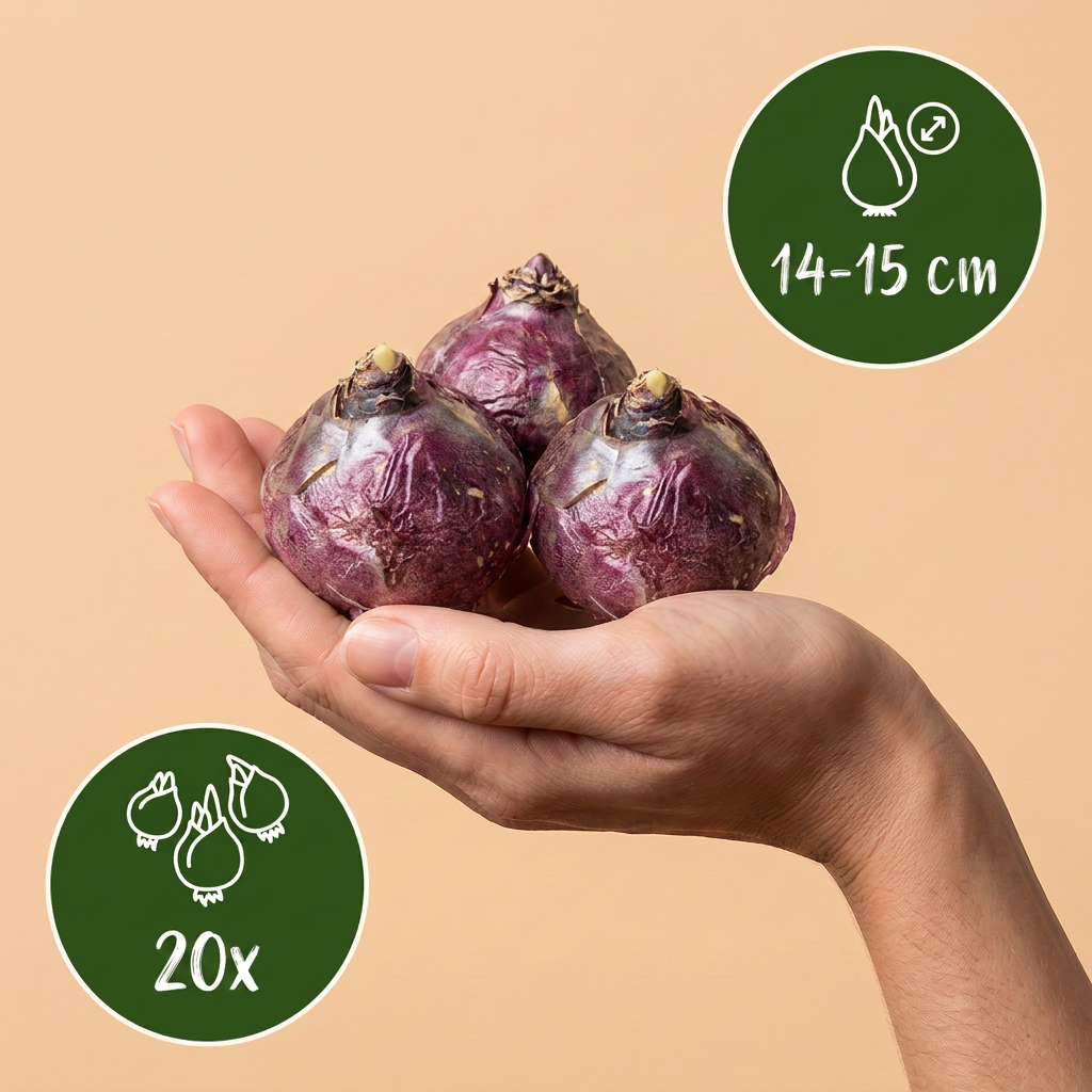 20x Hyacinthus Pastel mix - Bloembollen - Pastel mix hyacint - Pastel - Voorjaarsbloeier - Bolmaat 14/15