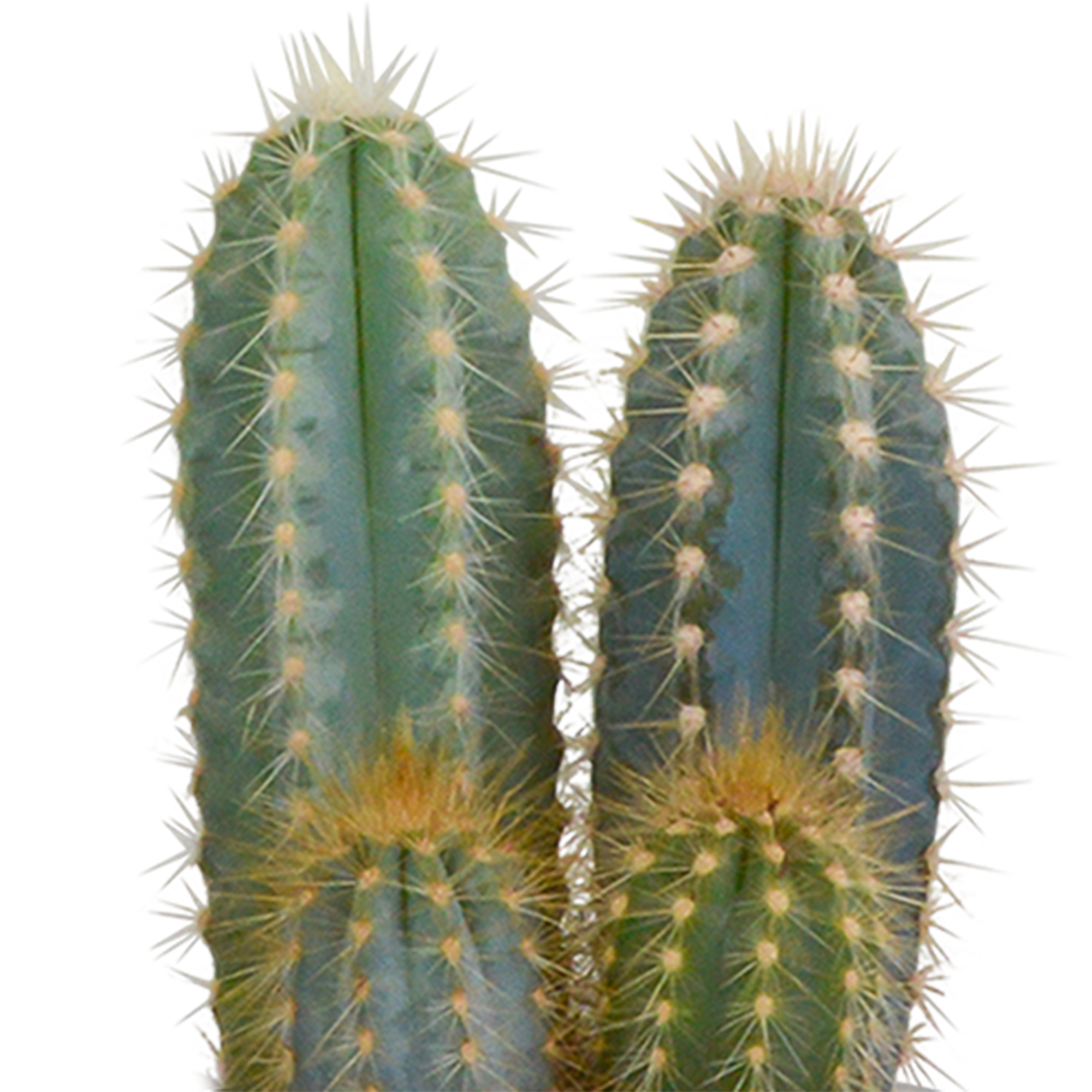 Mélange pour cactus 8,5 cm - 3x - en pot blanc