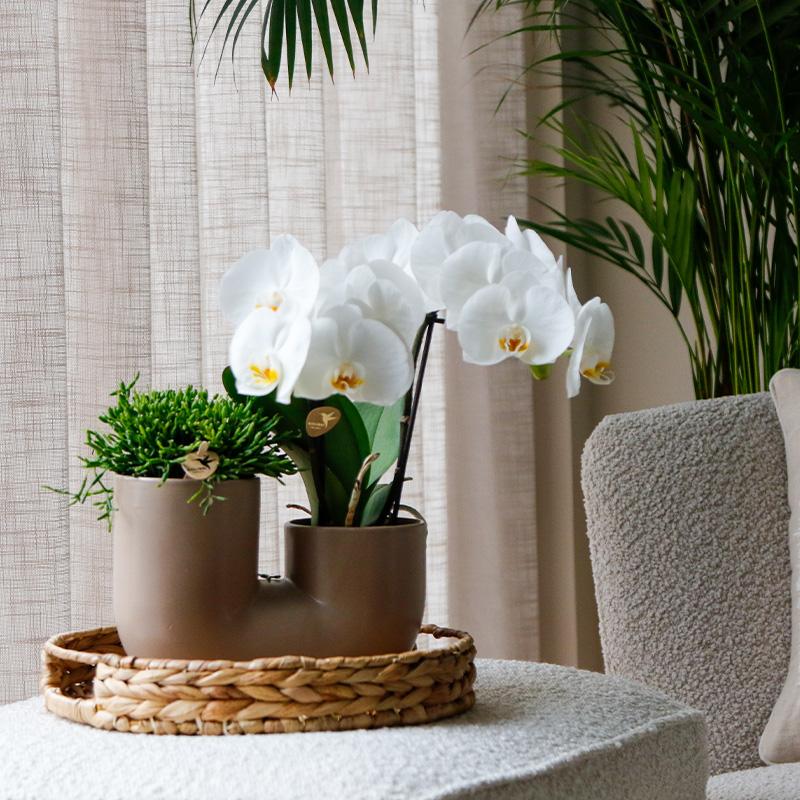 Kolibri Orchids | Set van witte orchidee Zürich en Succulent in Tube sierpot Sand - potmaat Ø9cm | bloeiende kamerplant - vers van de kweker
