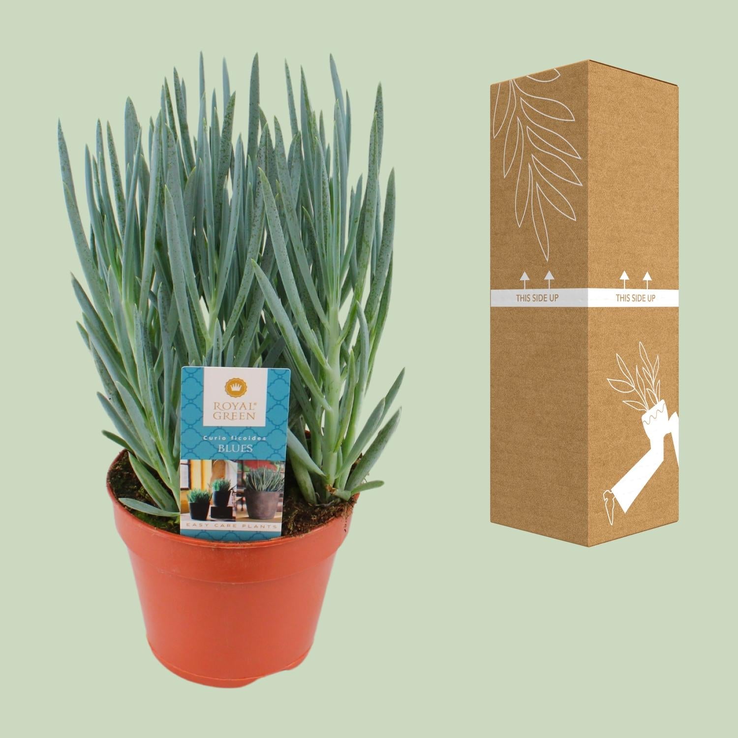 Curio Blues - Ø15 cm - ↕30 cm
