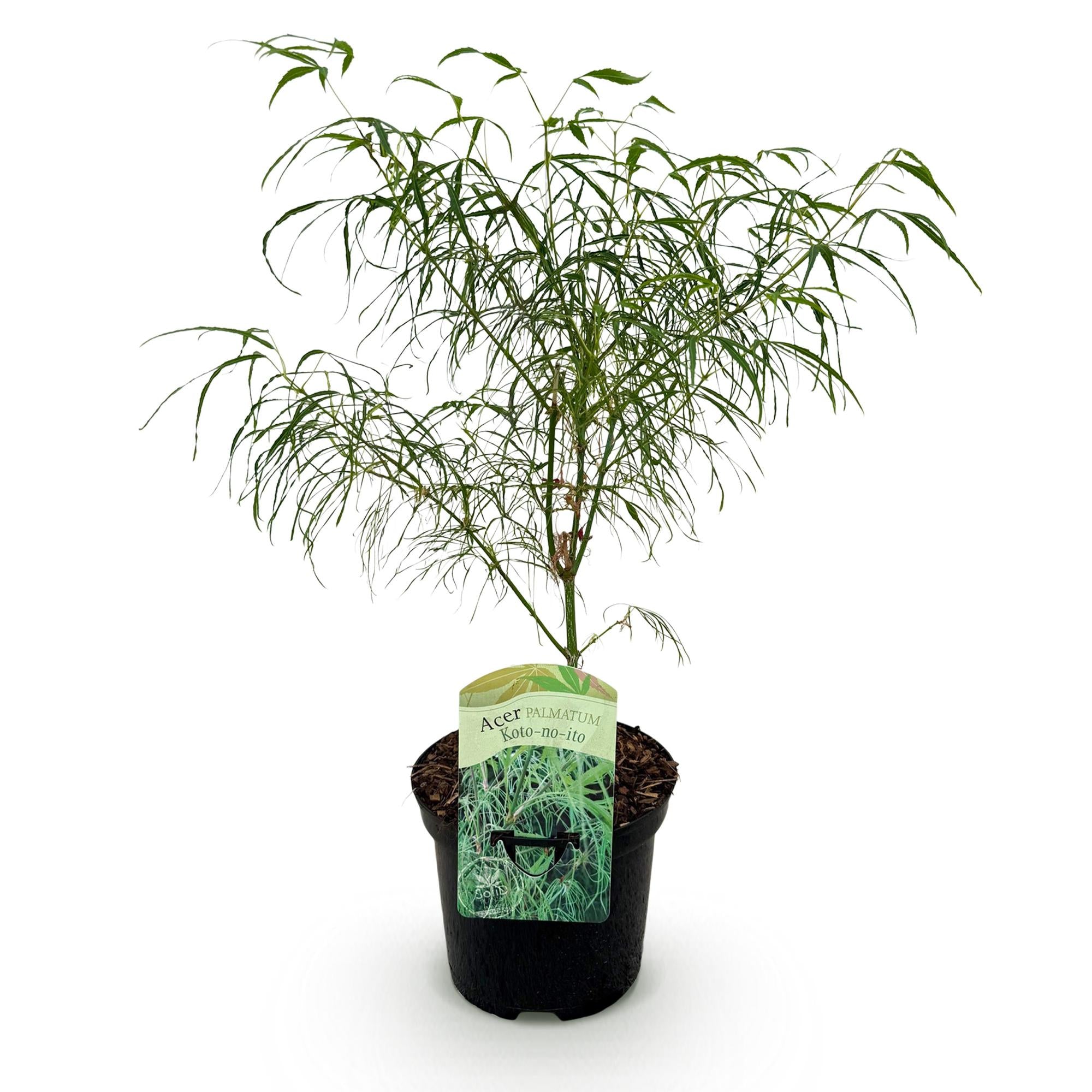 Japanse Esdoorn - Acer palmatum Koto-no-ito - Groen - 1 Plant - Bladverliezend - Pot 19cm Hoogte 70cm