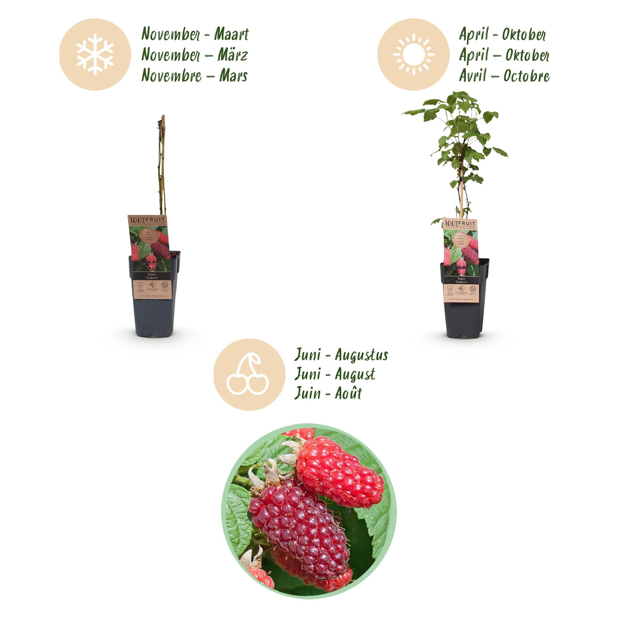Rubus log. Tayberry - Braamboos - Winterhard - Paarse Framboos - 2 Planten - Pot 15cm - Hoogte 50cm